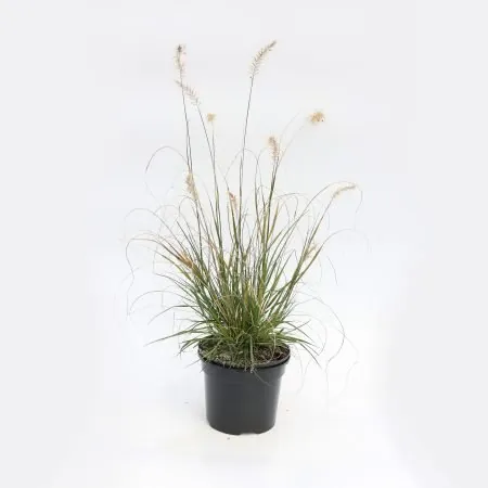 Pennisetum ‘Hameln’ (Chinese fountain grass)