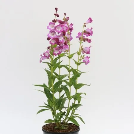 Penstemon ‘Czar’