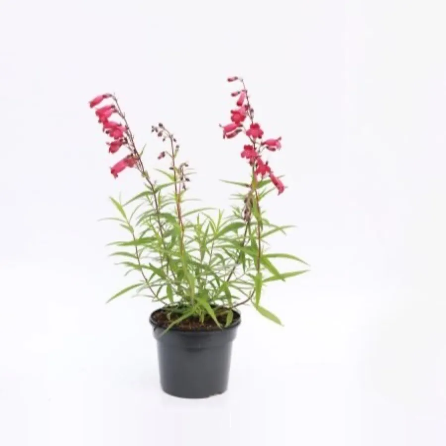 Penstemon ‘Garnet’