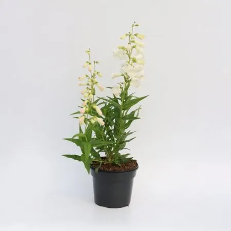 Penstemon ‘White Bedder’
