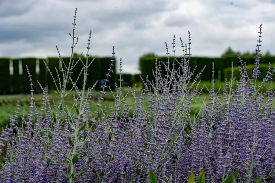 Perovskia Blue Spire