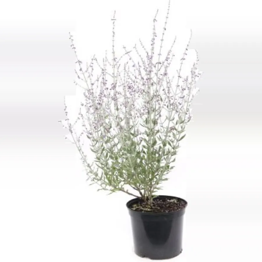 Perovskia Little Spire (Russian Sage)