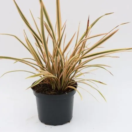 Phormium ‘Golden Ray’