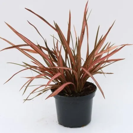 Phormium ‘Rainbow Queen’