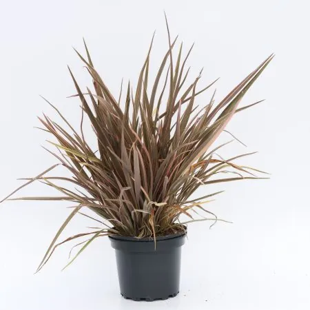Phormium ‘Sundowner’