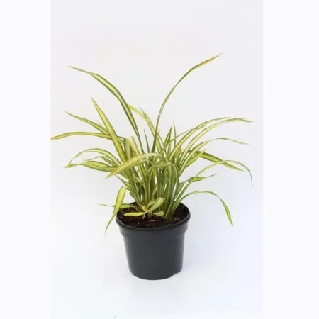 Phormium ‘Yellow Wave’