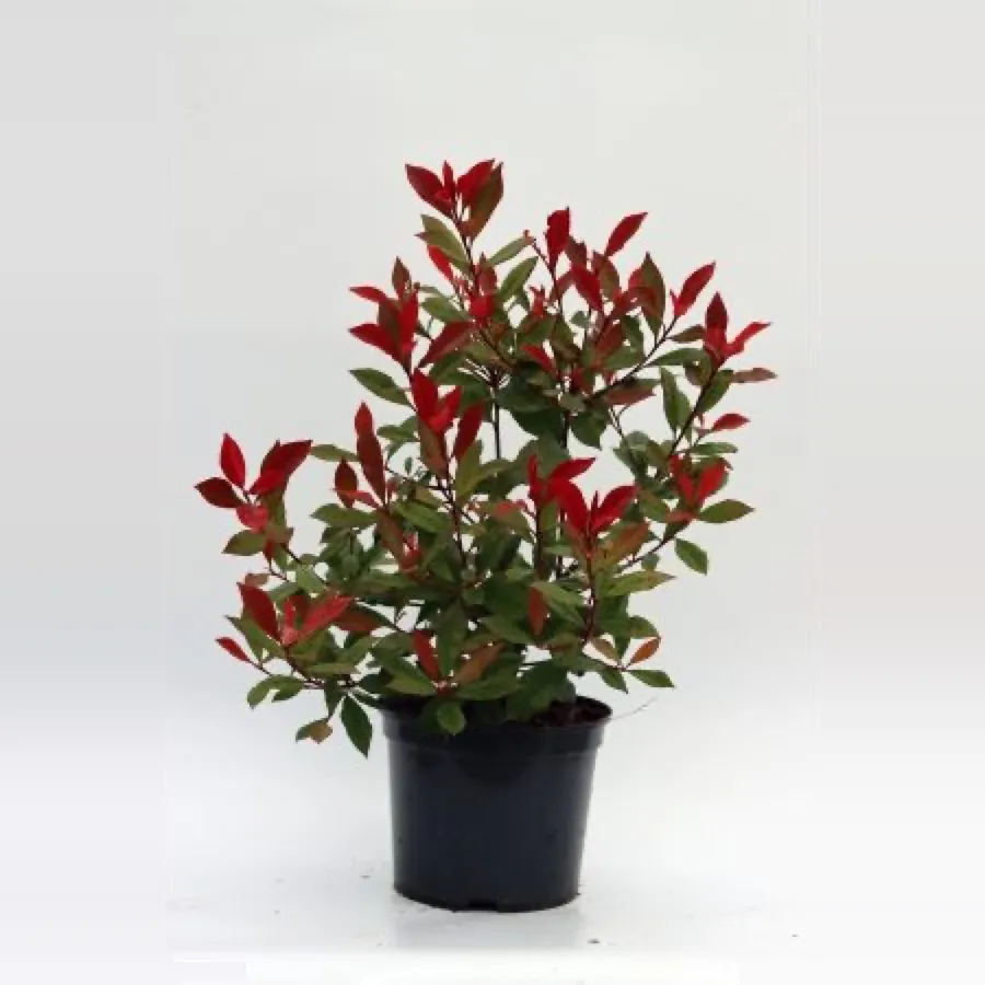 Photinia ‘Carre Rouge’