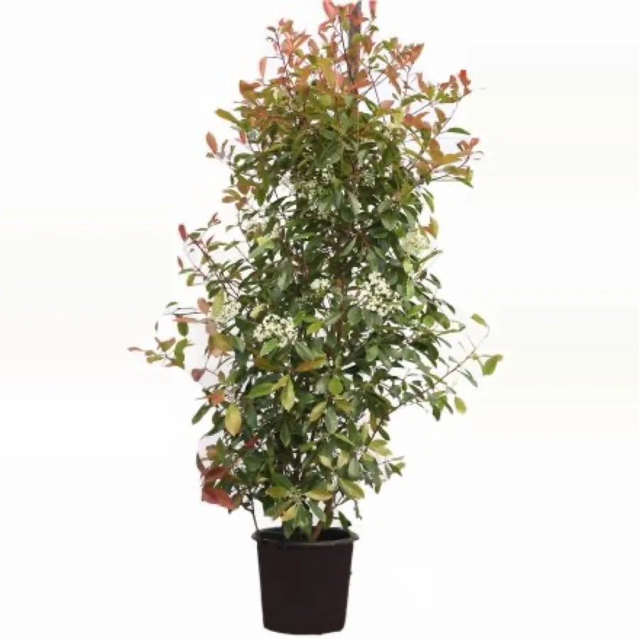 Photinia ‘Red Robin’