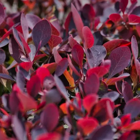 Photinia ‘Red Select’