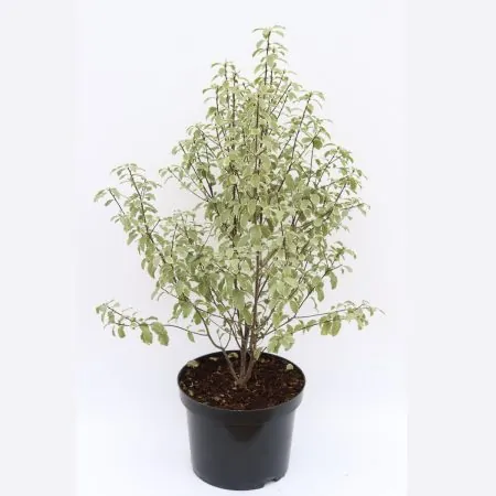 Pittosporum Silver Queen