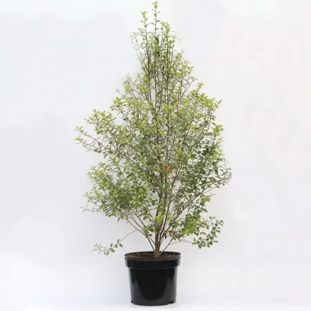 Pittosporum Tenuifolium