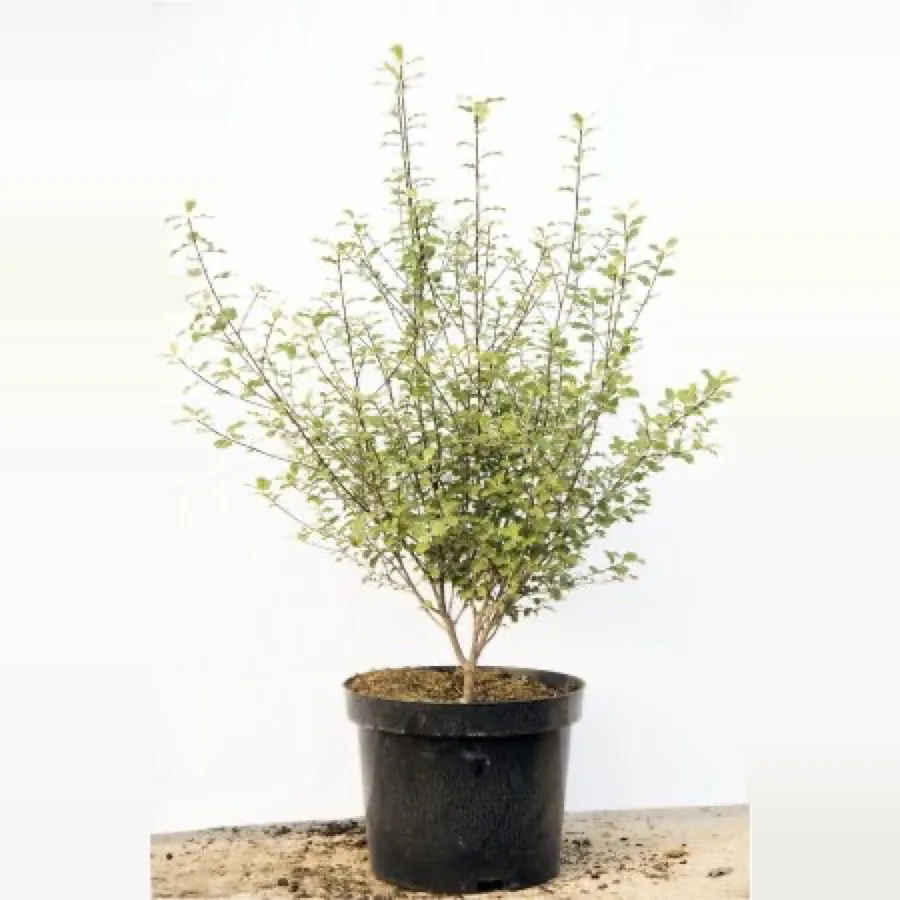 Pittosporum Tenuifolium Garnettii
