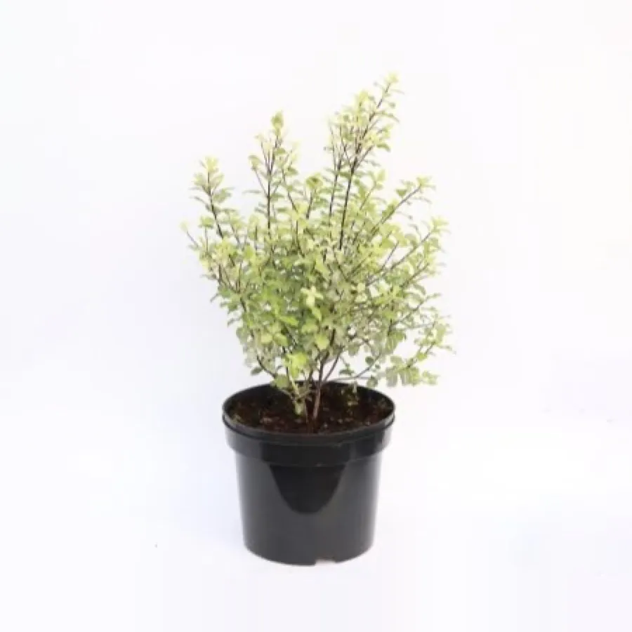 Pittosporum tenuifolium ‘Irene Paterson’