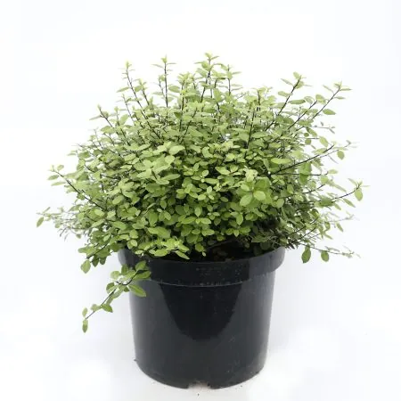 Pittosporum Pom Pom