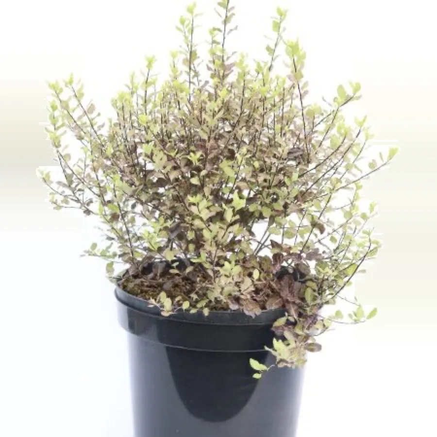 Pittosporum ‘Tom Thumb’