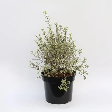 Pittosporum tenuifolium ‘Victoria’