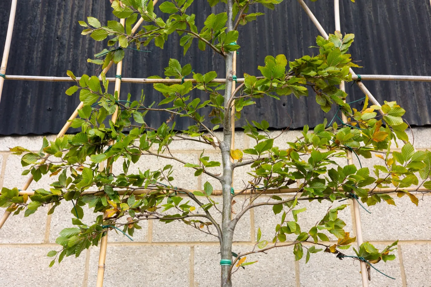 Pleached beech trained flat on a bamboo frame