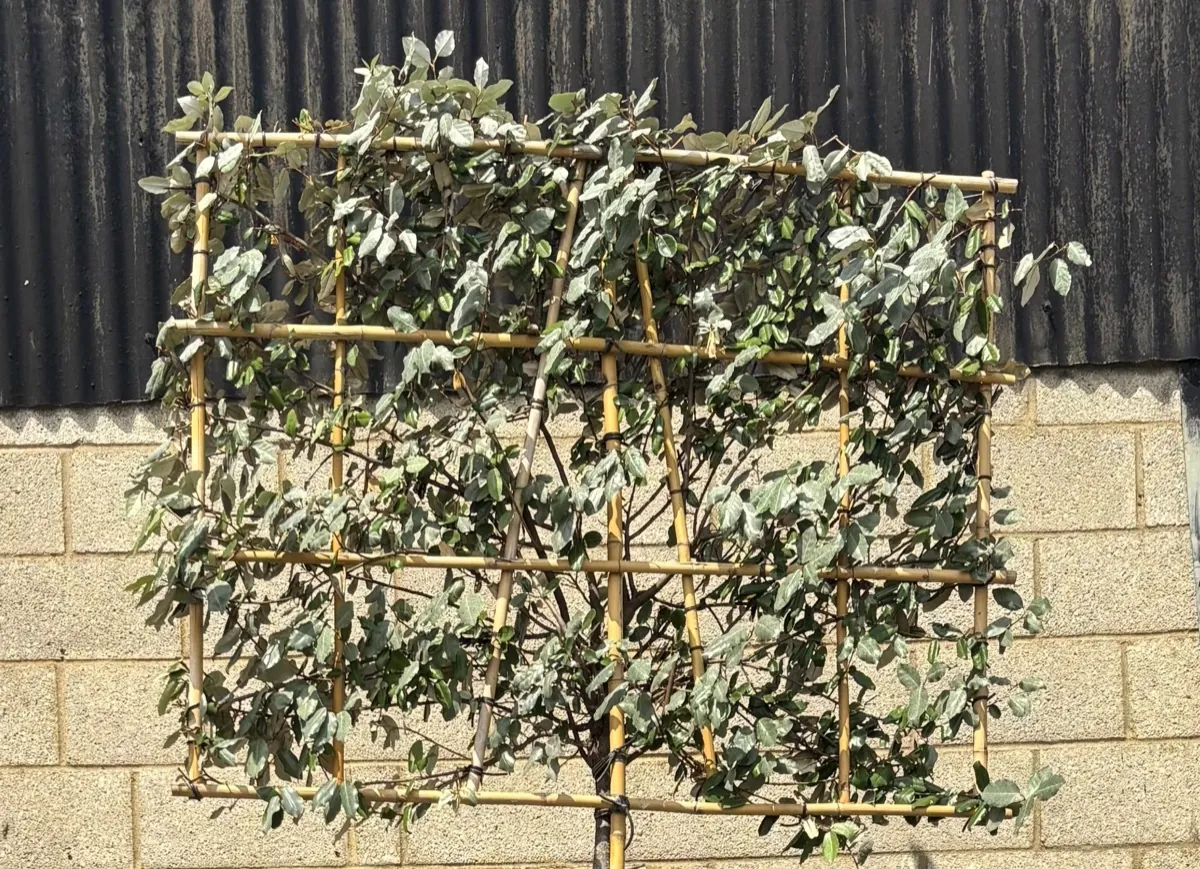 Pleached Elaeagnus with silvery evergreen foliage trained on a bamboo frame