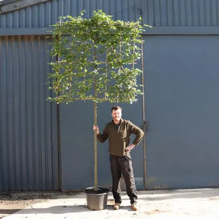Pleached hornbeam 12-14cm container grown