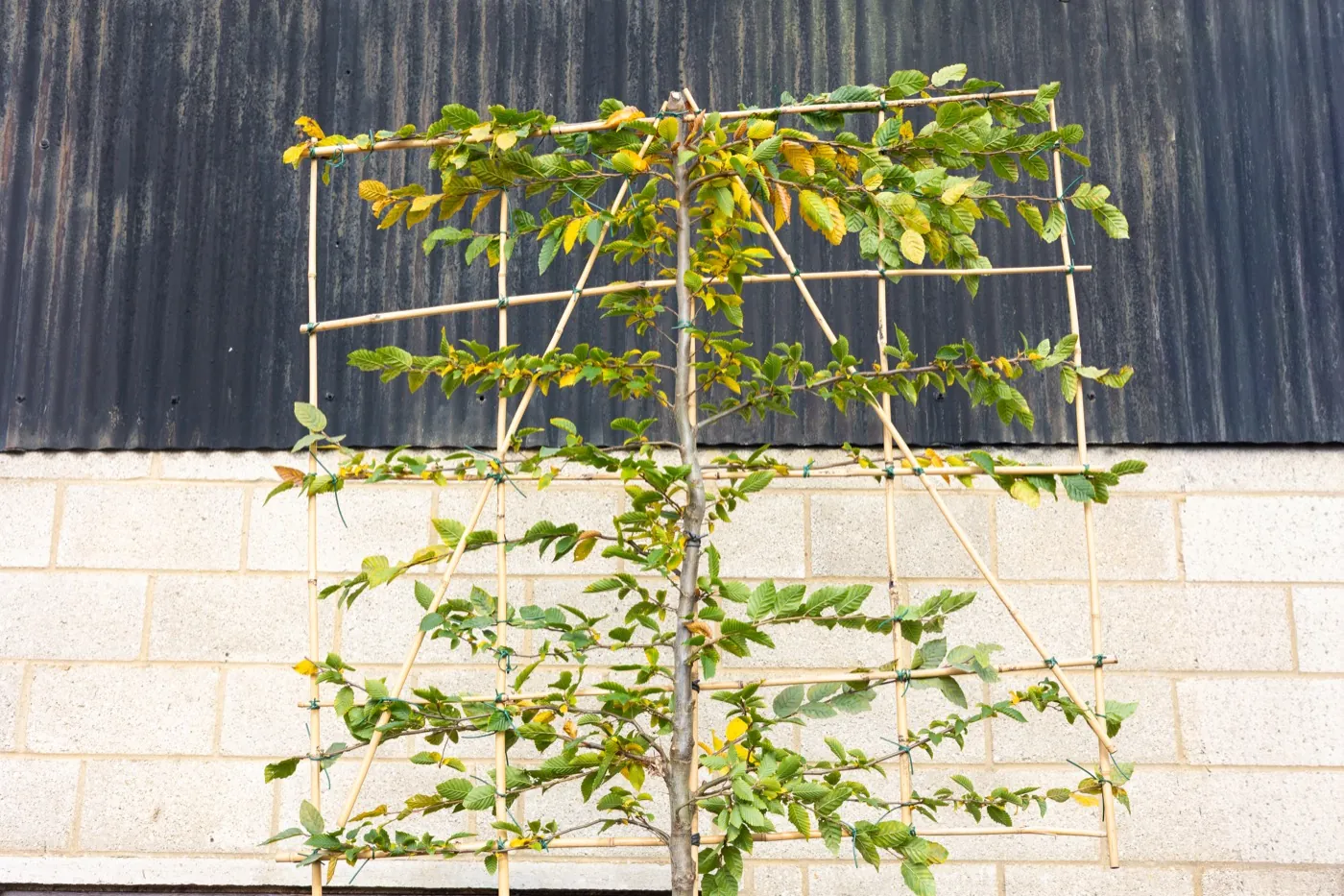 Pleached hornbeam trained flat on a bamboo frame