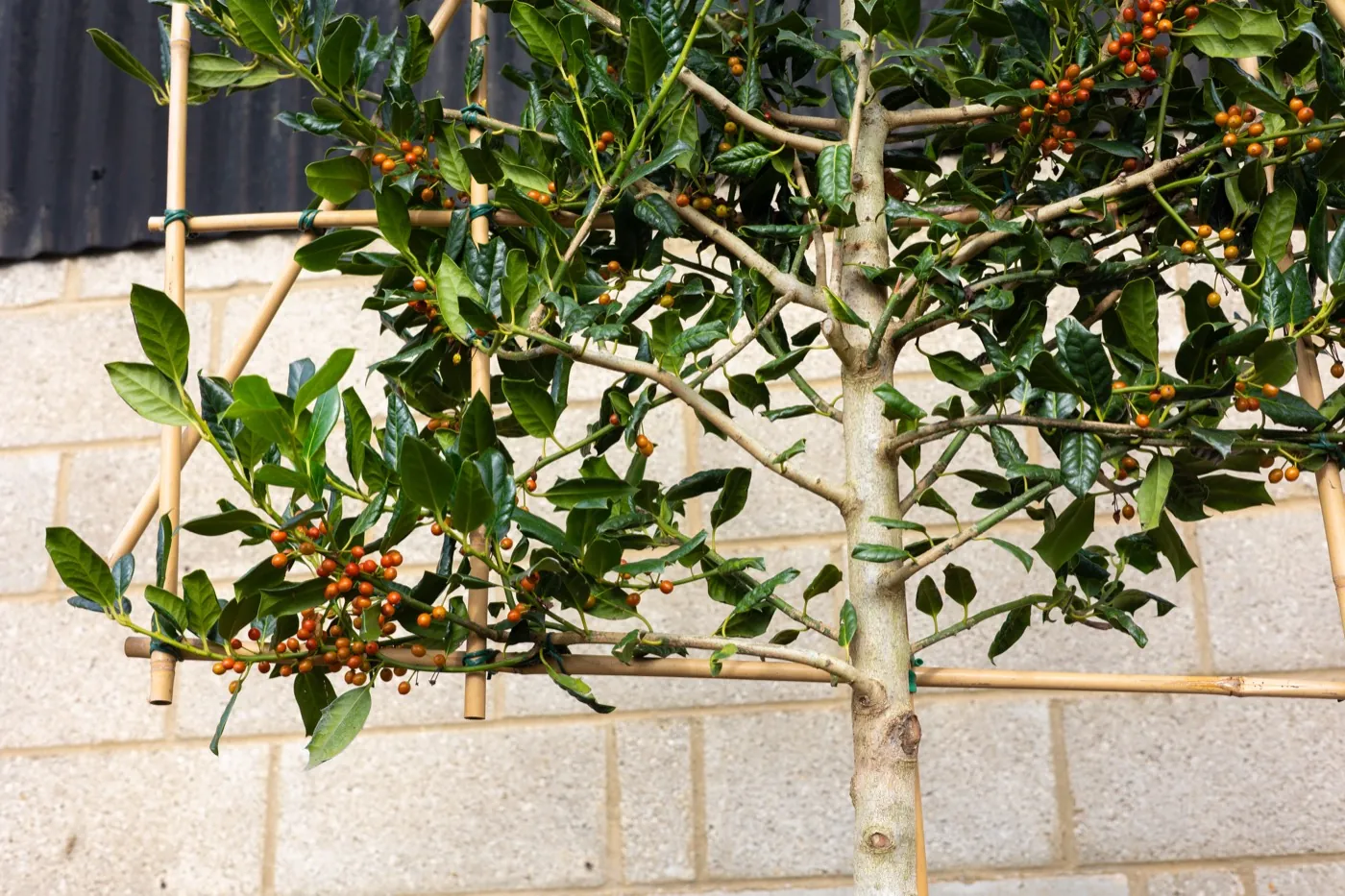 Pleached Ilex Nellie Stevens holly in berry, trained on a bamboo frame