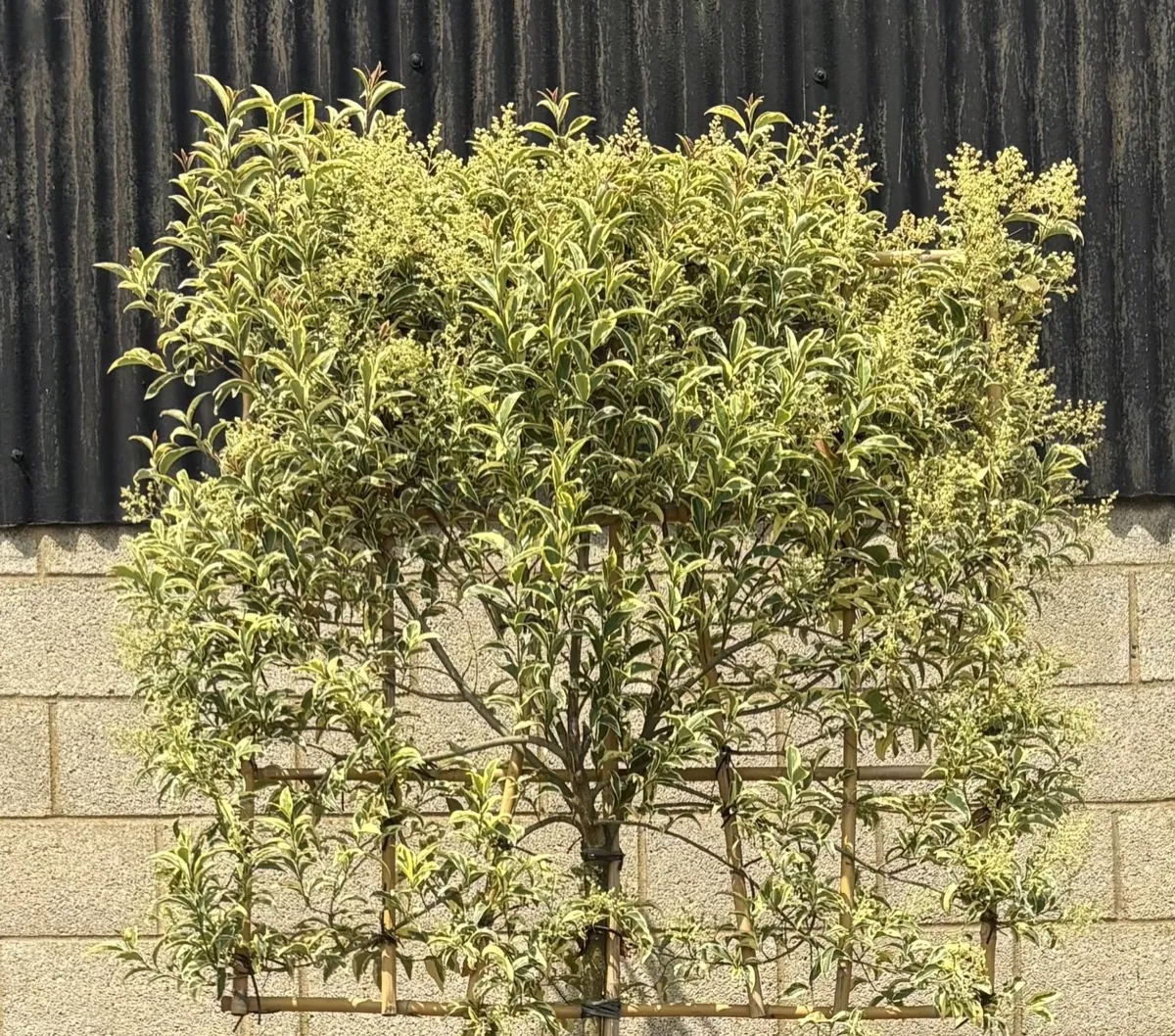 Pleached Ligustrum 'Superbum' with gold-variegated foliage trained on a frame