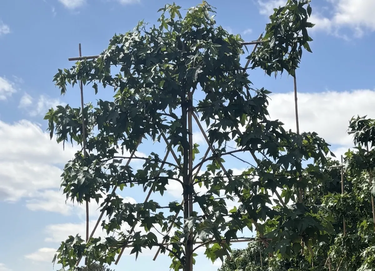 Pleached Liquid Ambar trained on a frame at the HedgeXpress nursery
