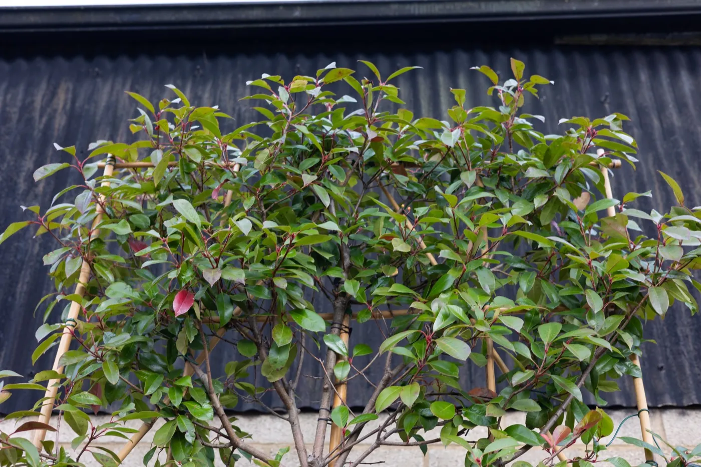 Pleached Photinia 'Red Robin' showing red new growth, trained on a bamboo frame