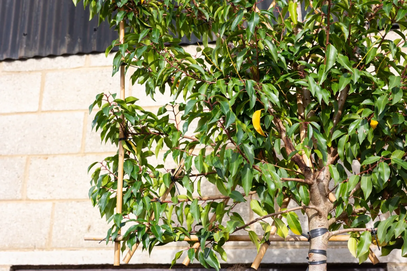 Pleached Portuguese laurel with glossy evergreen foliage on a bamboo frame