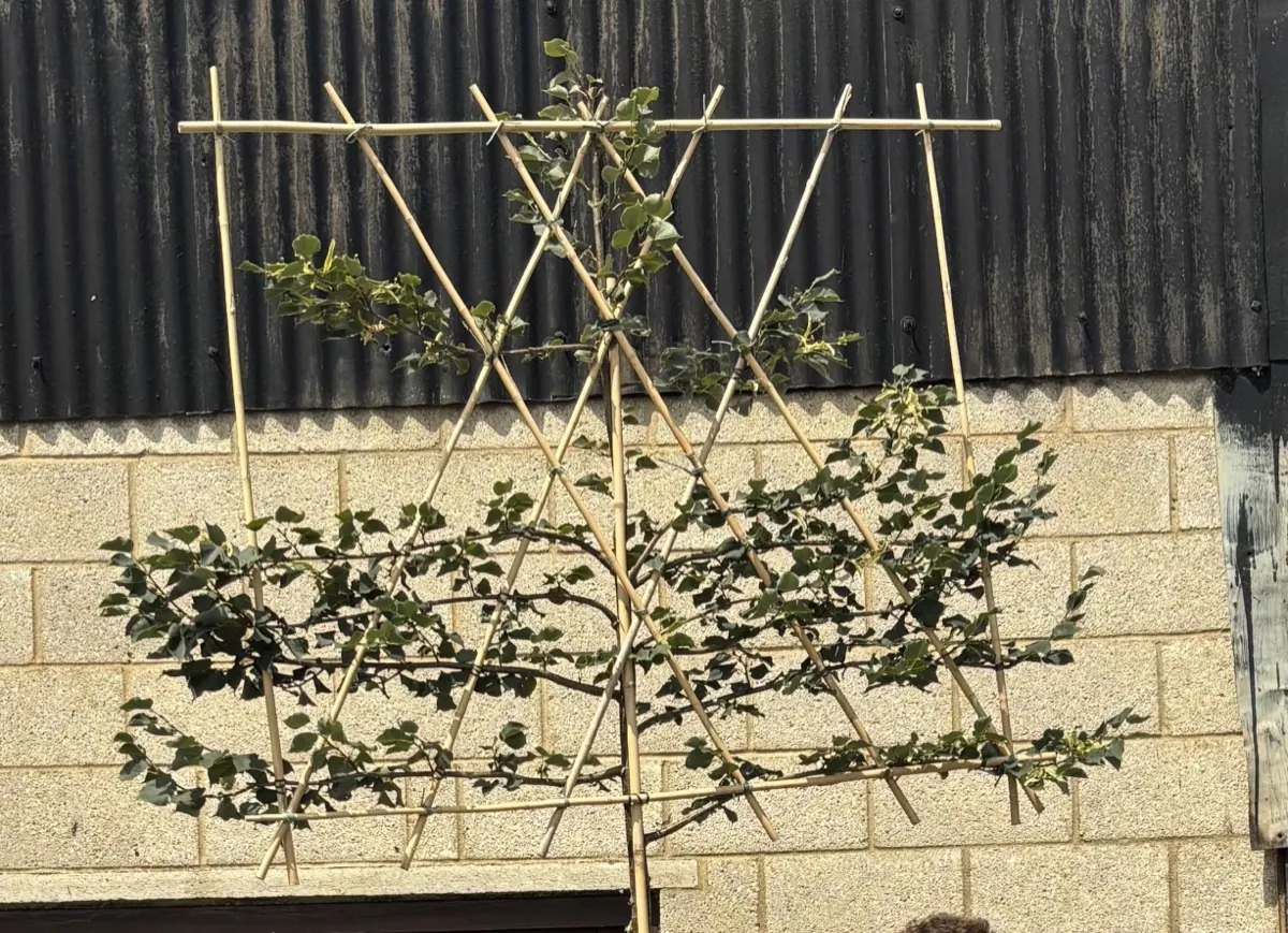 Pleached lime (Tilia) trained on a bamboo frame at the HedgeXpress nursery