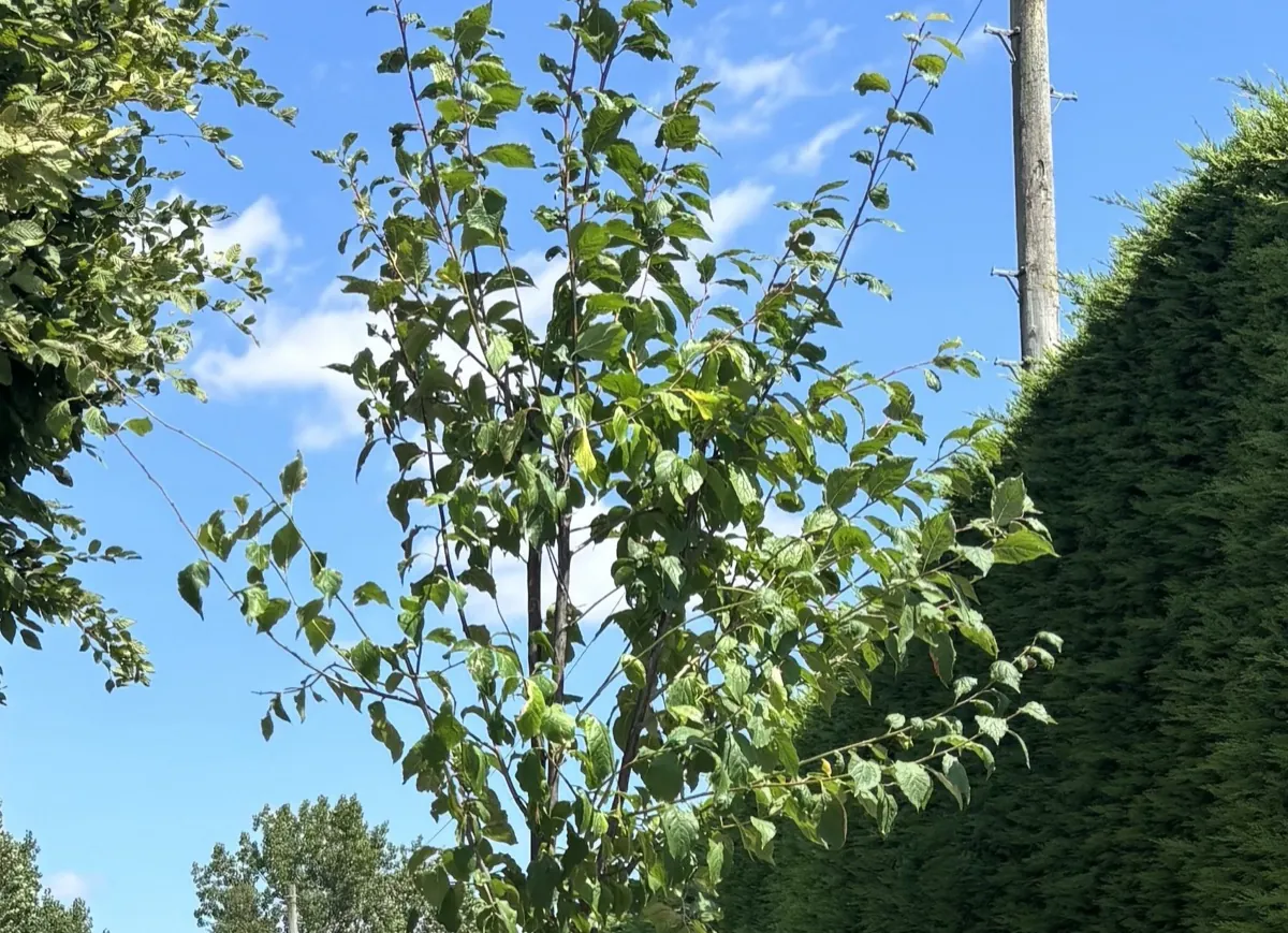 Plum 'Hauszwetsche' tree in leaf at the HedgeXpress nursery