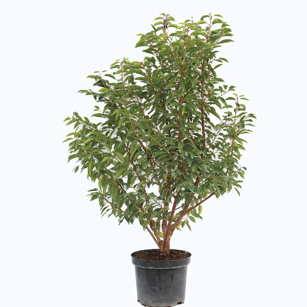 Portuguese Laurel