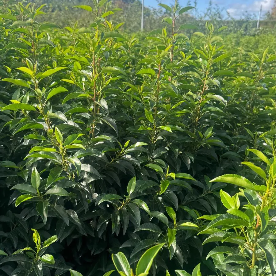 Portuguese Laurel