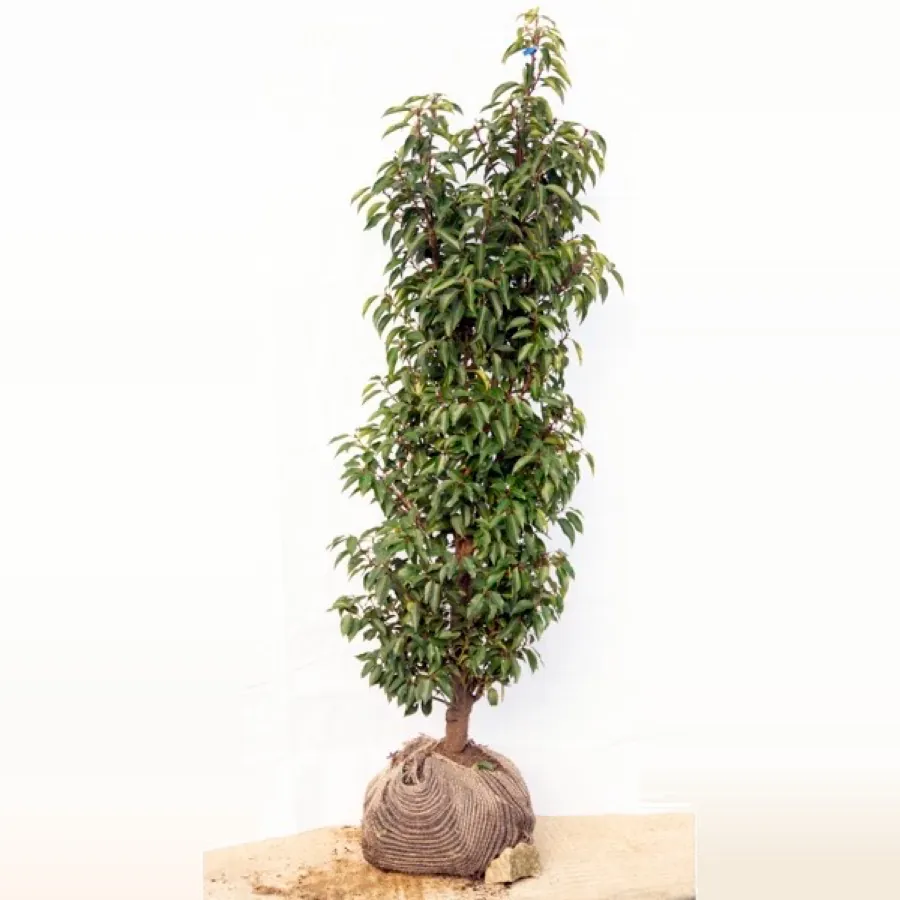 Portuguese Laurel-Prunus lusitanica angustifolia, Variable Sizes