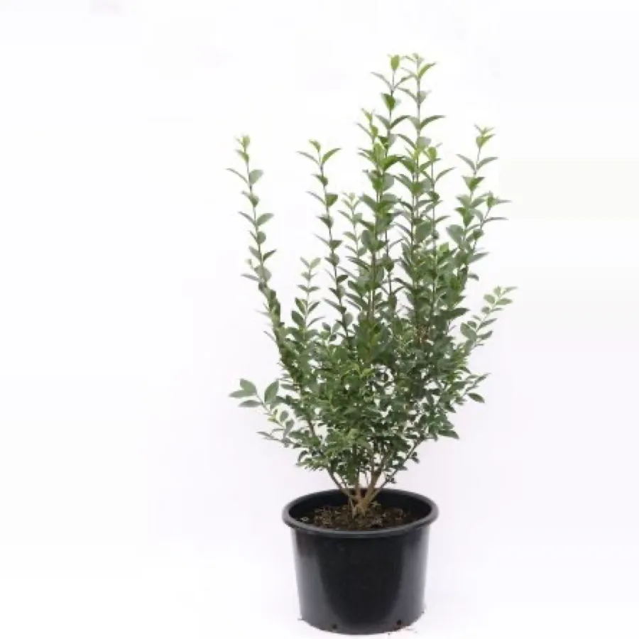 Large Privet-Ligustrum Vulgare