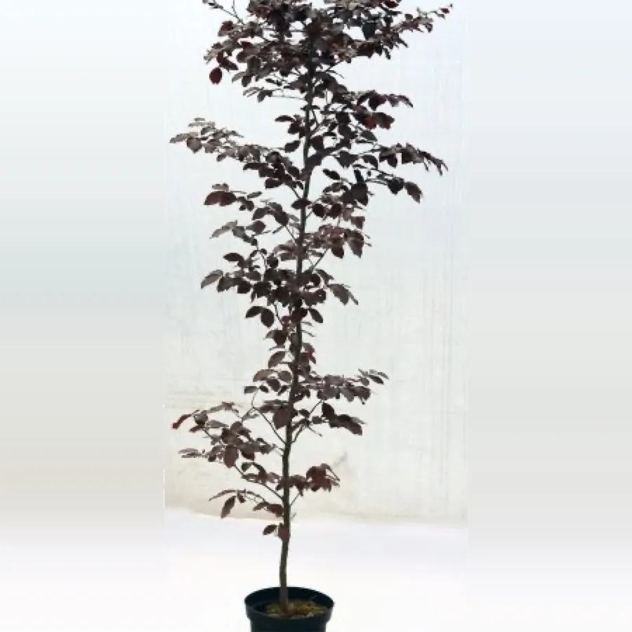 Purple Copper Beech Various sizes