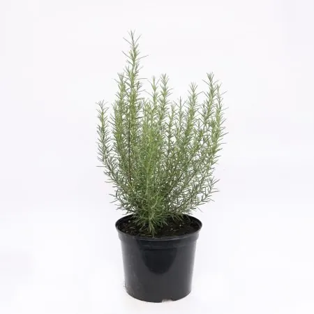 Rosemary Miss Jessopp’s