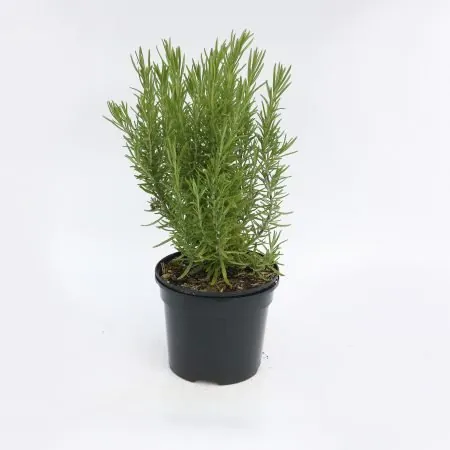 Rosmarinus Perigord (Rosemary Perigord)