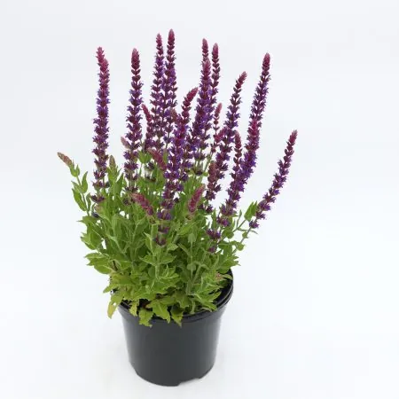 Salvia ‘East Friesland’