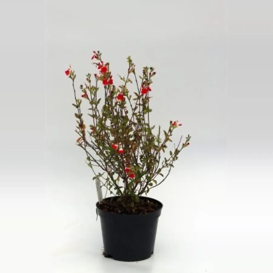 Salvia microphylla ‘Hot lips’