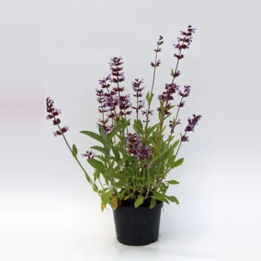 Salvia officinalis