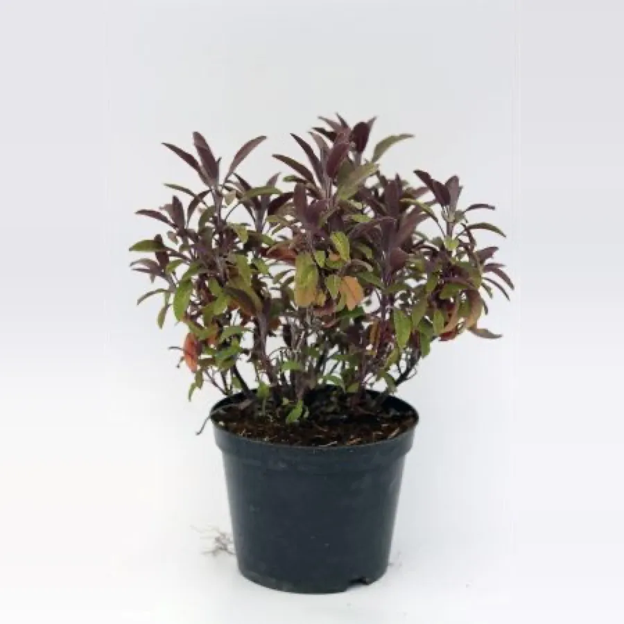 Salvia officinalis ‘Purpurascens’