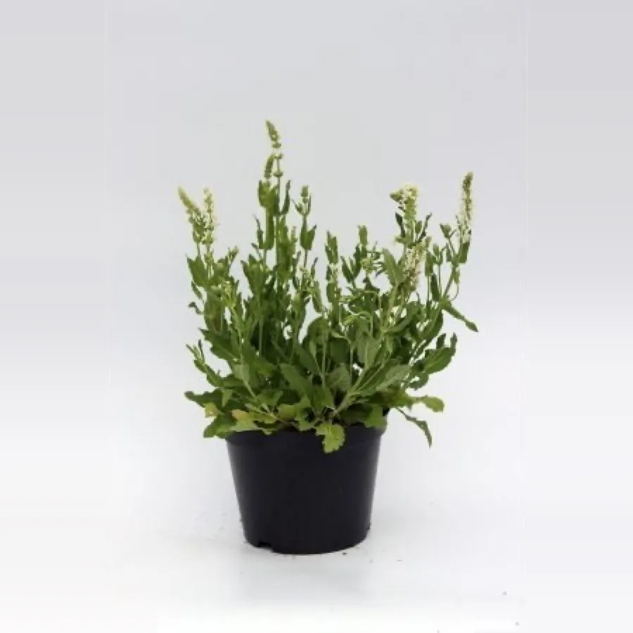 Salvia ‘Schneehügel’