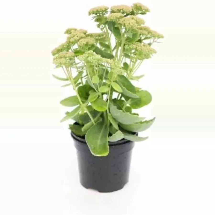 Sedum ‘Autumn Joy’
