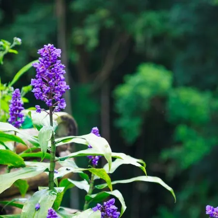 Shade Planting Pack
