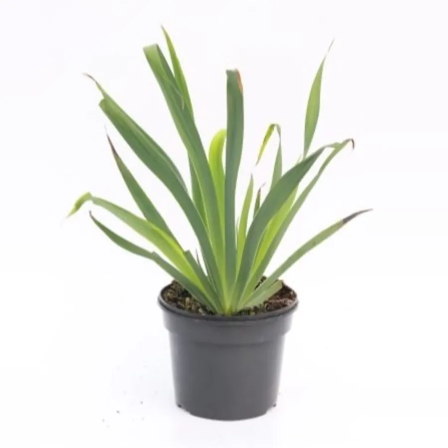Sisyrinchium striatum