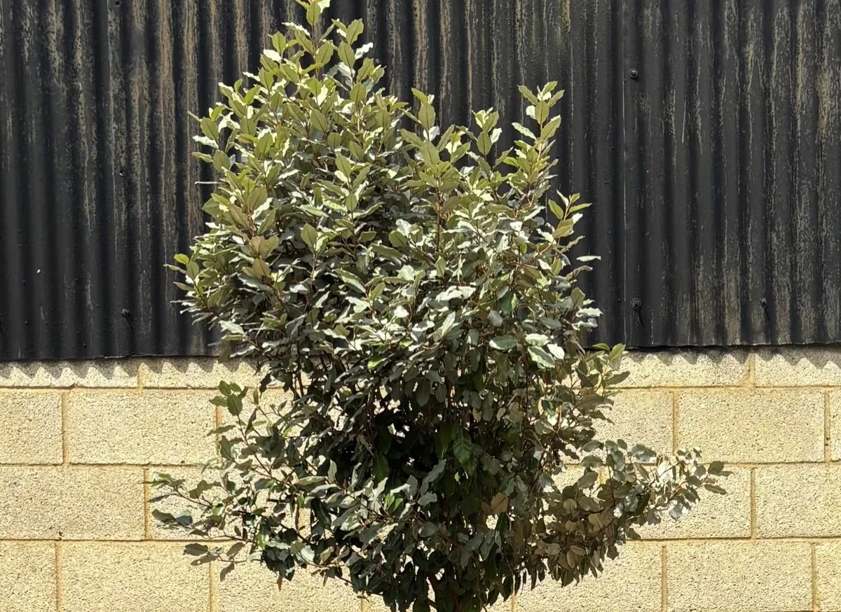 Elaeagnus grown as a standard tree with a silvery evergreen head on a clear stem