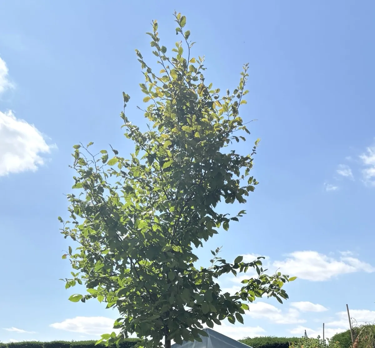 Hornbeam grown as a standard tree, in a root bag at the HedgeXpress nursery