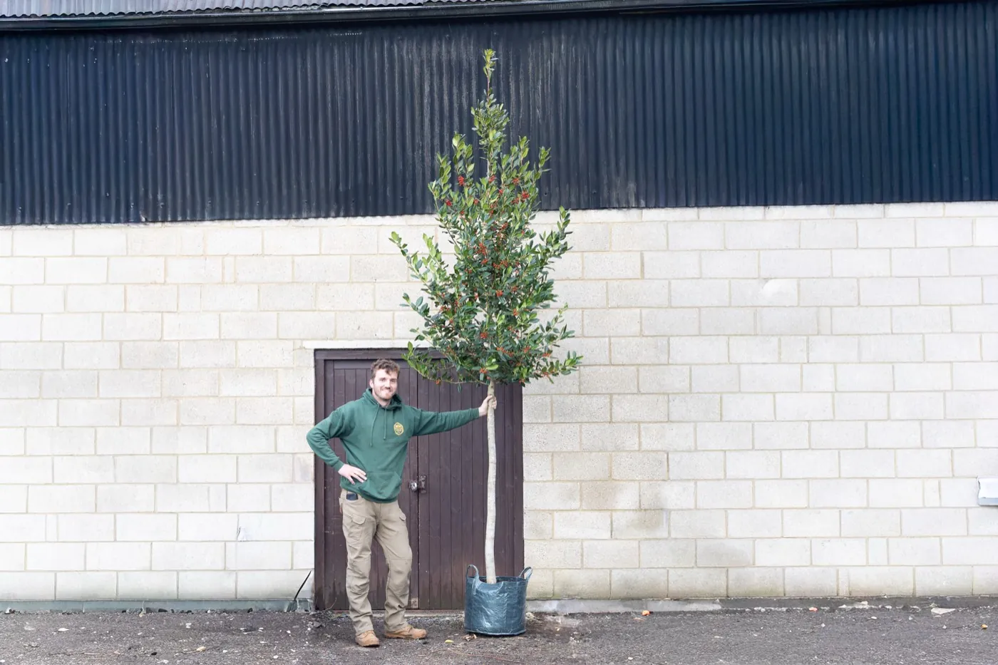 Ilex Nellie Stevens standard holly tree in berry, grown as a single-stem standard
