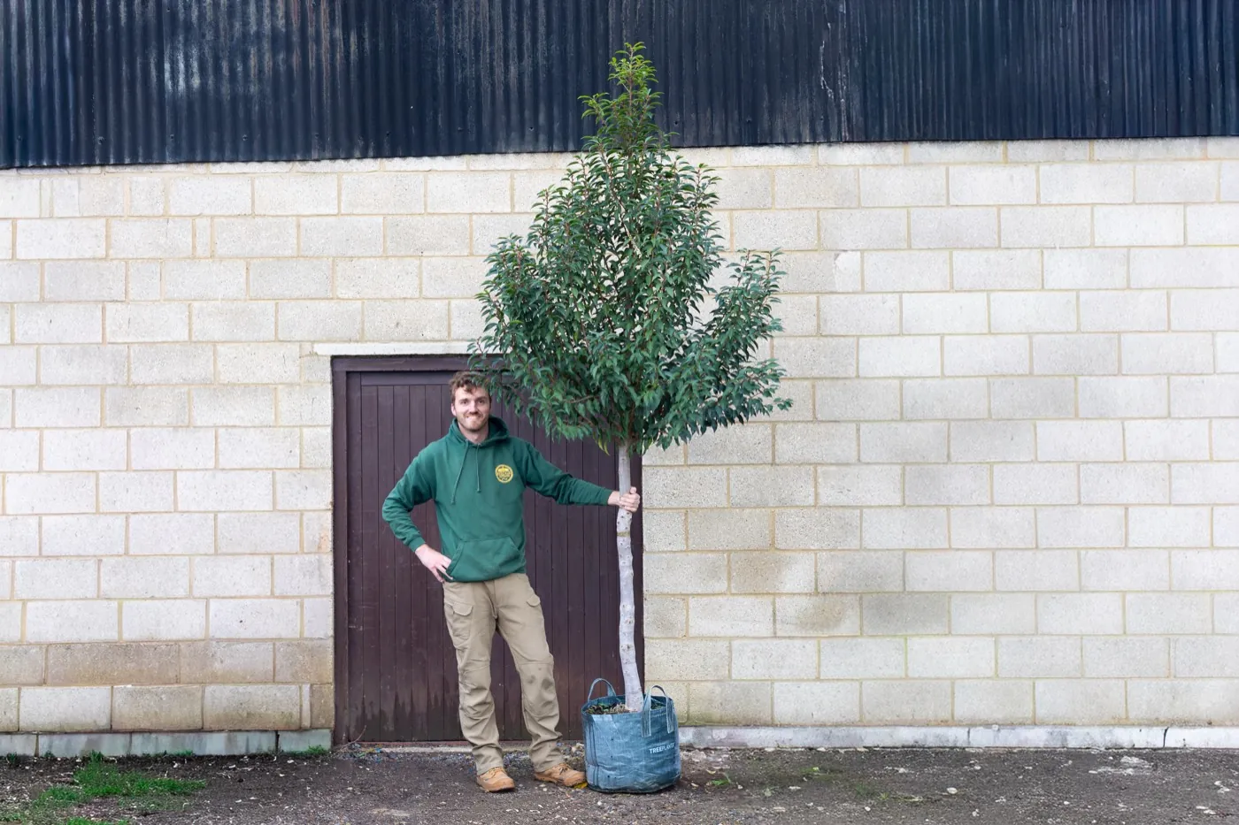 Portuguese Laurel standard tree, clear stem with a rounded evergreen head, at the HedgeXpress nursery